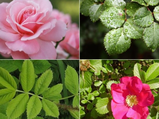 Hogyan lehet megkülönböztetni a rózsa palántáit a csipkéktől a levelek, megjelenés alapján? Hogyan lehet kideríteni, hogy a rózsa rózsacsípővé válik és megakadályozza?