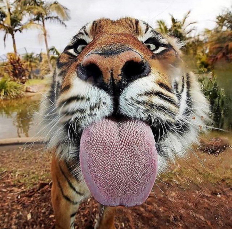 Язык тигра