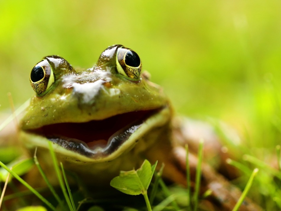 Mit einem Frosch schlafen: schlecht oder gut?