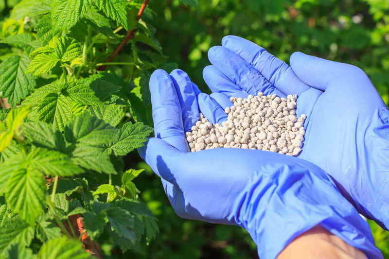 Feeding of remonant raspberries