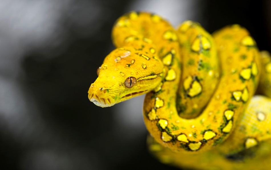 Желтая змея во сне - символ зависти и злости.