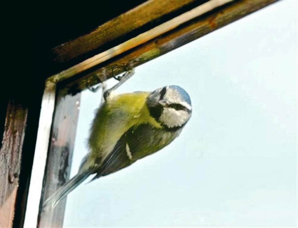 L'oiseau regarde par la fenêtre - pas toujours mince, parfois pour de bon