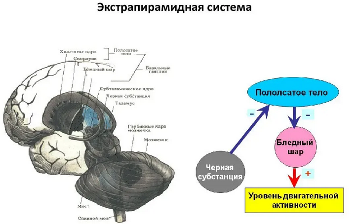 Système nerveux extrapyramidal du cerveau moyen