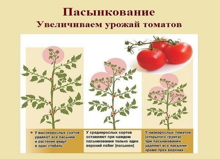 Пасынкование высокорослых, среднерослых и низкорослых томатов