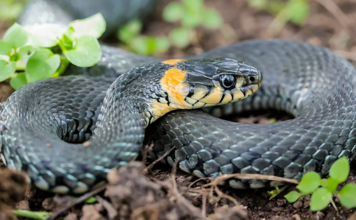 El nombre del animal de tótem ya es