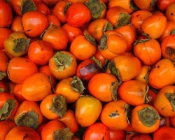Hurmma for nursing mothers during breastfeeding of newborns: benefits and harm, reviews. Is it possible to eat a persimmon, the korolek nursing mom during breastfeeding in the first month and later?
