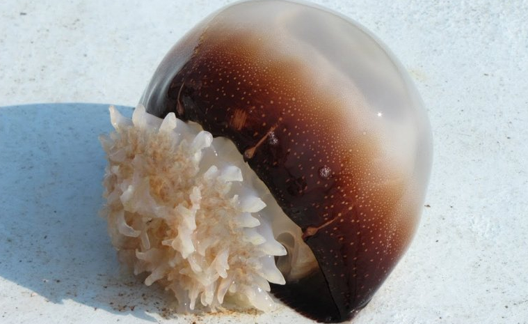 Пушечное ядро — красивая медуза