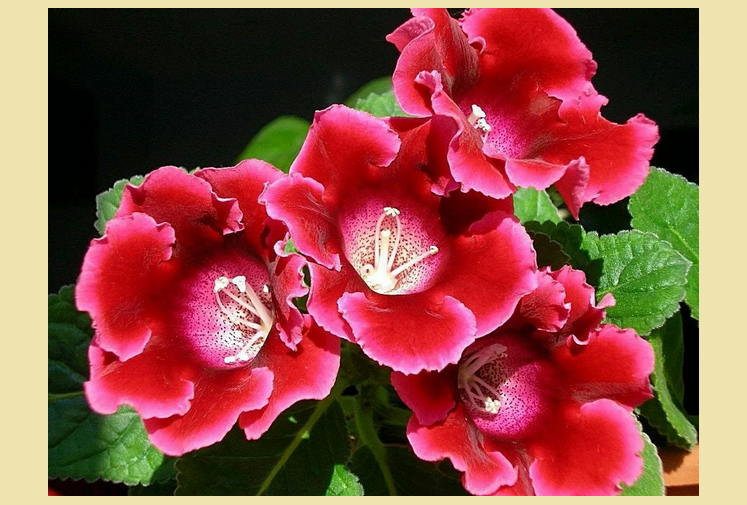 Комнатный цветок глоксиния