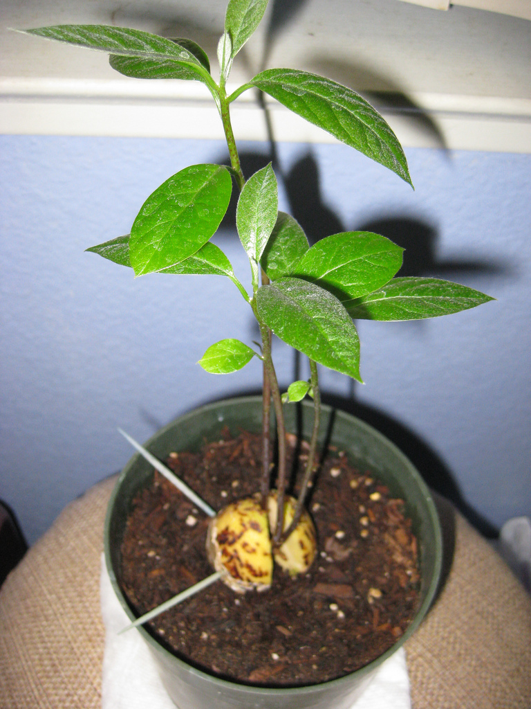 Как из авокадо вырастить дерево в домашних условиях из косточки фото