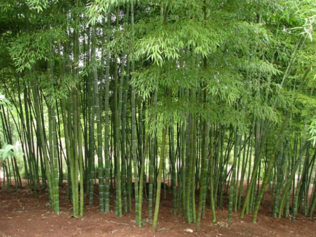 Бамбук: описание растения для детей для урока «Окружающий мир», биологии