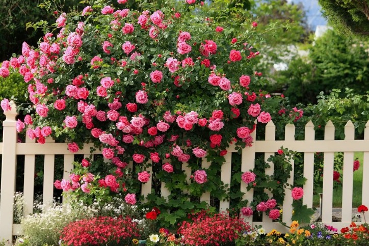 Роза кустовая — кустарник, который можно посадить вдоль забора