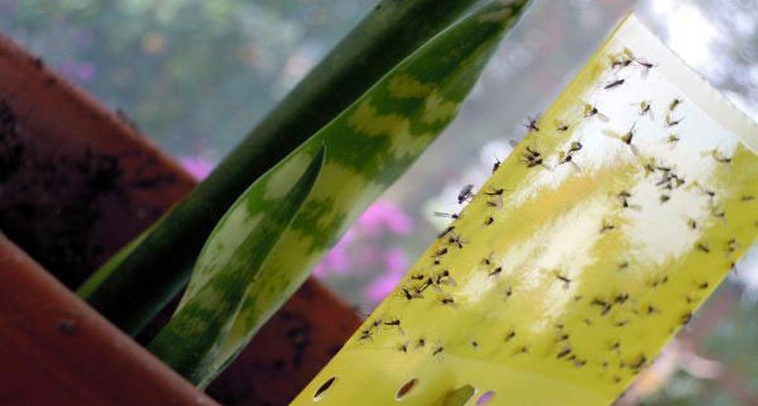 Πώς να εξαλείψετε τις μύγες στο έδαφος λουλουδιών;