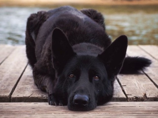 ¿Por qué un perro de perro negro Dreaming: Interpretación en diferentes libros de sueños?