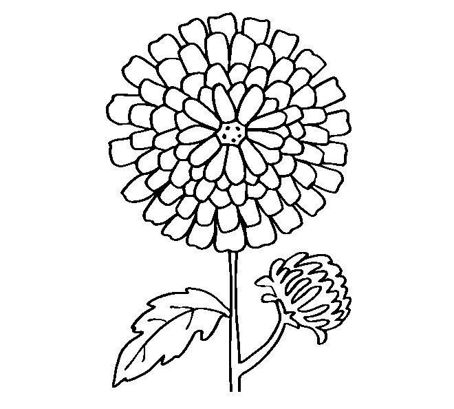 Как нарисовать хризантему: рисунок для срисовывания