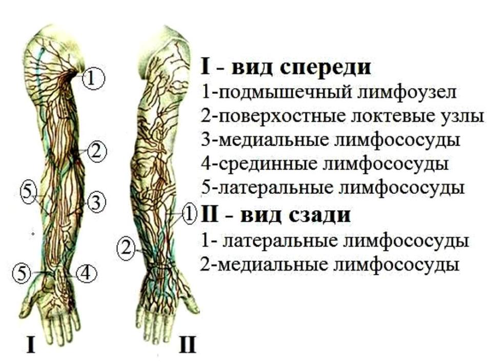 Лимфоузлы у мужчины схема. Лимфатическая система руки человека схема. Лимфатические узлы верхней конечности. Лимфатическая система верхней конечности схема. Схема расположения лимфоузлов на руках.