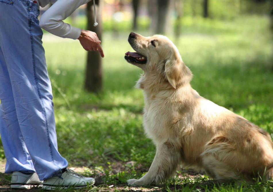 Cómo enseñarle a un cachorro en casa un equipo para mentir: entrenamiento y gestos