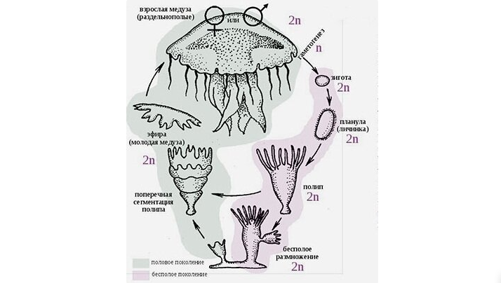 The asexual reproduction of jellyfish