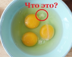Apa gumpalan putih dalam telur keju: apa namanya, apa fungsinya?