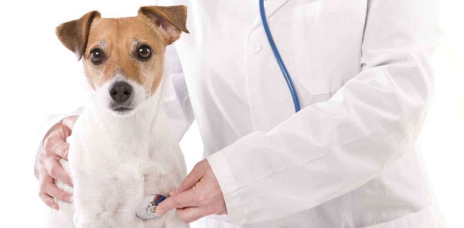 Лечить бурсит у собаки должен ветеринар