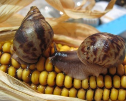 Snail mucus in cosmetics, the benefit of the face. Cosmetics with a snail mucin, how to use? How to cook masks with snail mucus at home? Overview of funds with mucin of a snail on Aliexpress