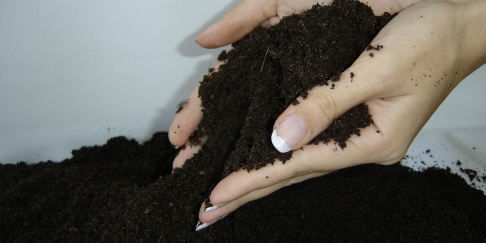Ένα μείγμα εδάφους στα χέρια του κοριτσιού πριν κοιμηθεί σε γλάστρες για μεταμόσχευση Kalanchoe
