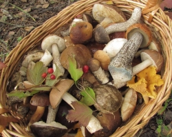 The benefits and harms of mushrooms