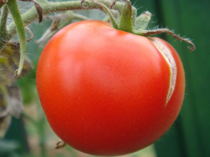 Cracking tomato