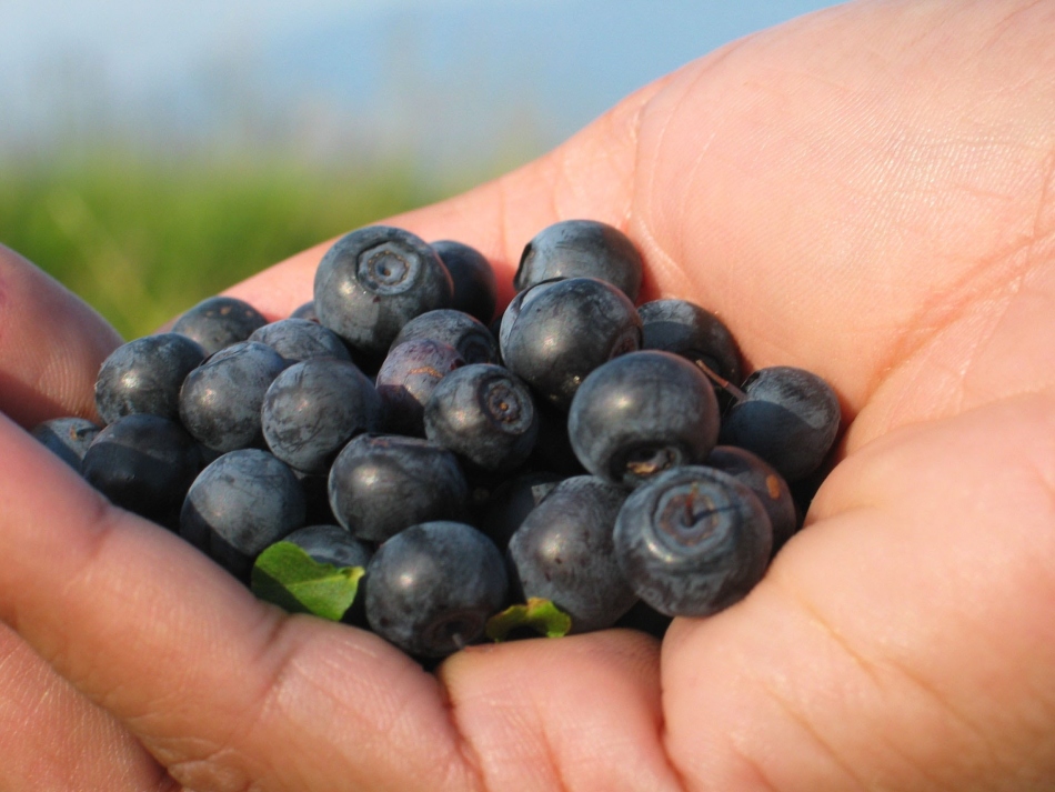 To make blueberry jam with tasty berries should be well prepared