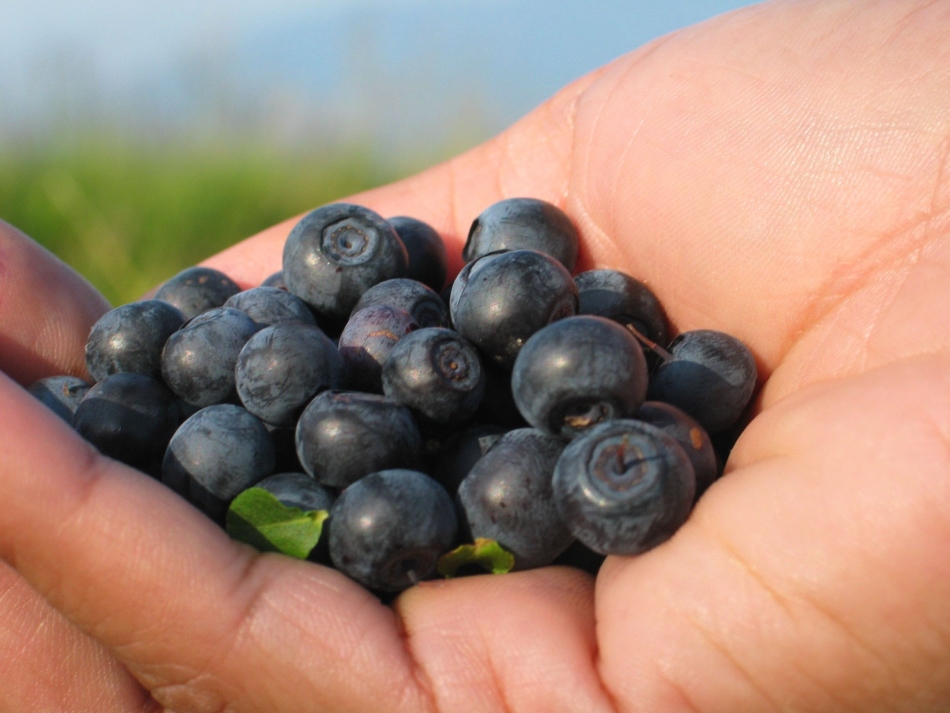 Faire de la confiture de myrtilles avec des baies savoureuses doit être bien préparée