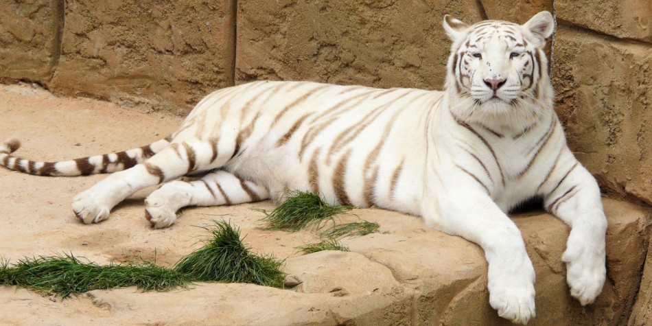 Fehér tigris az állatkertben Texas, Lansarot, Kanári -szigetek