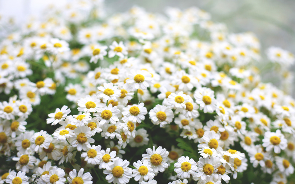 Club of blooming daisies in nature
