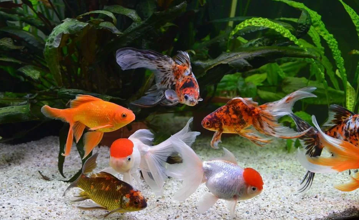 Золотые рыбки с карпом кои в аквариуме