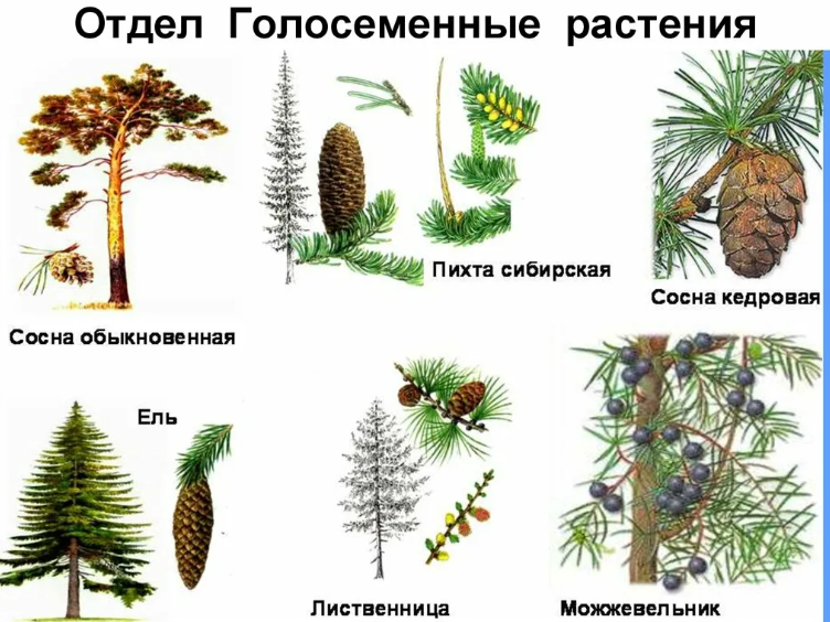 Примеры голосемянных растений