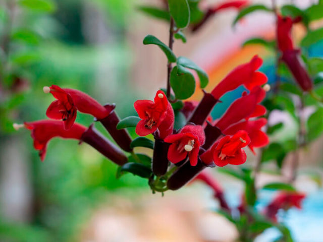 Цветок эсхинантус, вдовьи слезы, можно держать дома или нет: примета