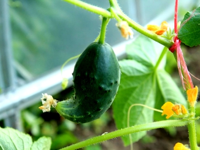 Why do cucumbers grow poorly, slowly or not at all in a greenhouse, a greenhouse, on a bed in open ground: reasons, what to do, what to feed, pour? What to do with cucumbers if there are a lot of ovaries on them, but the fruits of cucumbers grow poorly?