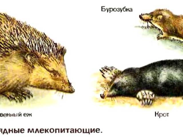 Who is larger, larger: mole or hedgehog?