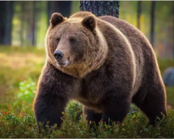 Медведь: описание животного для детей 4 класса, для урока Окружающий мир