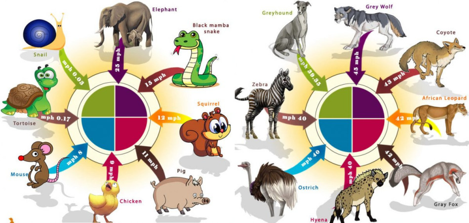 ¿A qué velocidad pueden moverse diferentes animales?