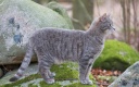 Siva ali pepelna mačka ali mačka v hiši: ljudski znaki in vraževerje. Kaj storiti z najdenim sivim ali pepelnim muckom: oditi ali ne?