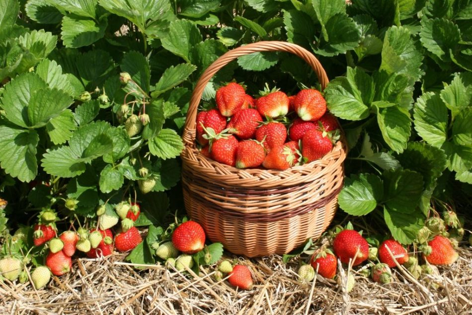 Fragrant strawberries grown on its site