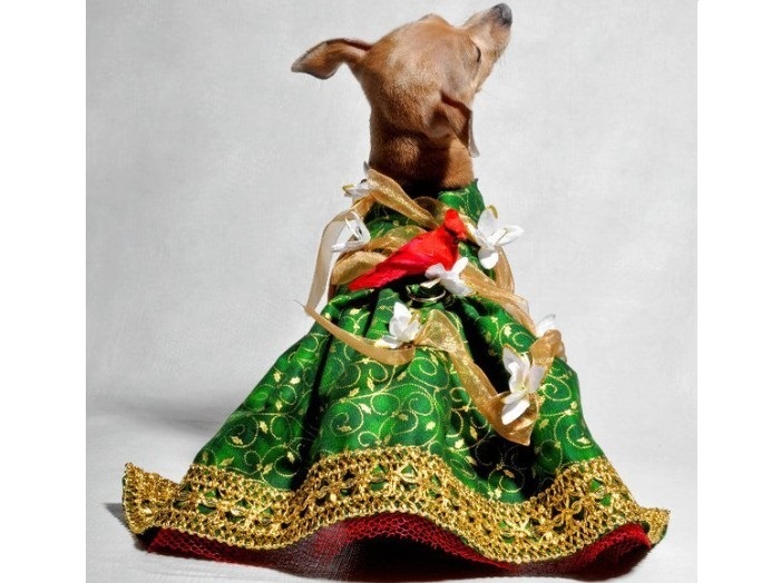 Fashionable glamorous clothing for dogs of small breeds