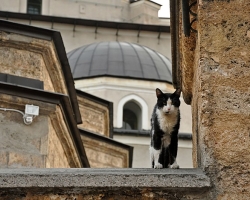 Ali lahko muslimani imajo mačko v stanovanju, hišo v islamu? Ali se šteje za greh, da mačko odpelje iz hiše v islamu?