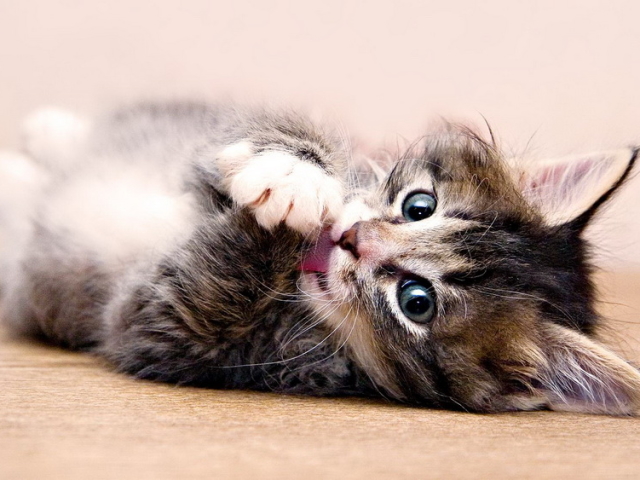 A cica padlójának meghatározásának optimális életkora. A született cicák nemeinek jellegzetes jellemzői. A nem meghatározása a cica életének első heteiben: macskás szín, pofa, arcbőr. Népi módszerek a macskapadló meghatározására