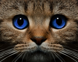 Cum se determină, calculați vârsta unei pisici, pisică după standarde umane: calcul, un tabel al vârstei pisicilor și oamenilor. Câți ani trăiesc pisicile, pisicile după standardele umane? Cum să determinați vârsta biologică a unei pisici, pisică? Cats Long -Liver: Înregistrări, rase