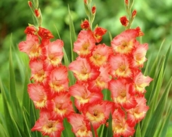 How to save a bouquet of gladioli longer: additives in water, caring for a bouquet. When and how to correctly cut the gladioli for the bouquet?