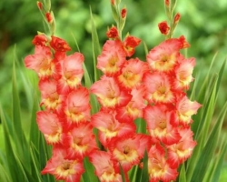 So retten Sie einen Strauß von Gladioli länger: Zusatzstoffe im Wasser, Pflege eines Blumenstraußes. Wann und wie kann man den Gladioli für den Blumenstrauß richtig schneiden?