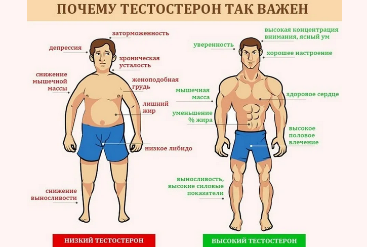 Il testosterone è importante per il corpo