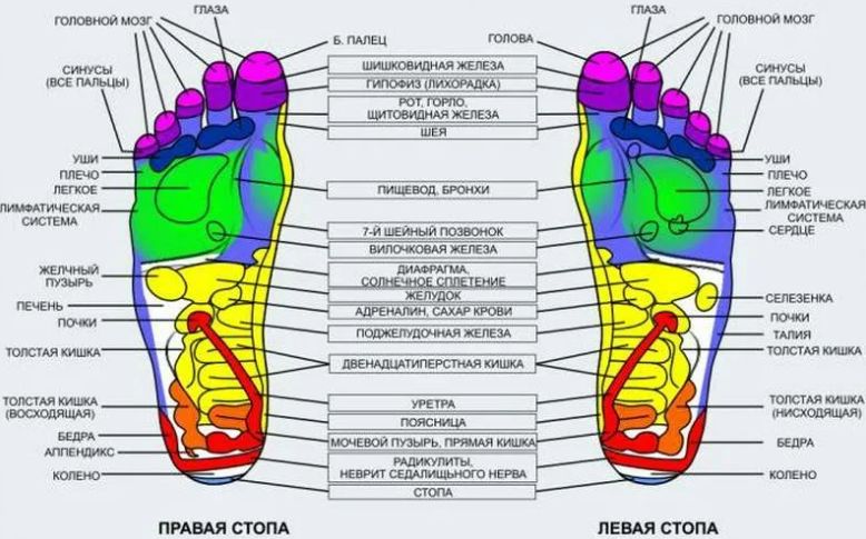 Пальцы ног — проекция точек органов