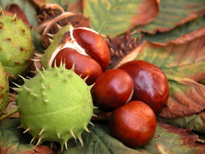 Frutas de castaño de caballos para la tintura para basura de un coágulo de sangre