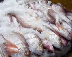 Kako in koliko namoči preveč slane ribe? Kako namočiti soljene ribe v vodi in mleku? Kakšen postopek se dogaja pri namakanju slane ribe?